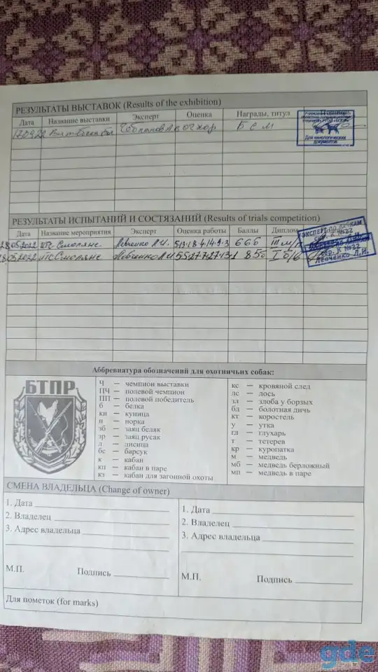 Продам щенков ЗСЛ, фотография 6