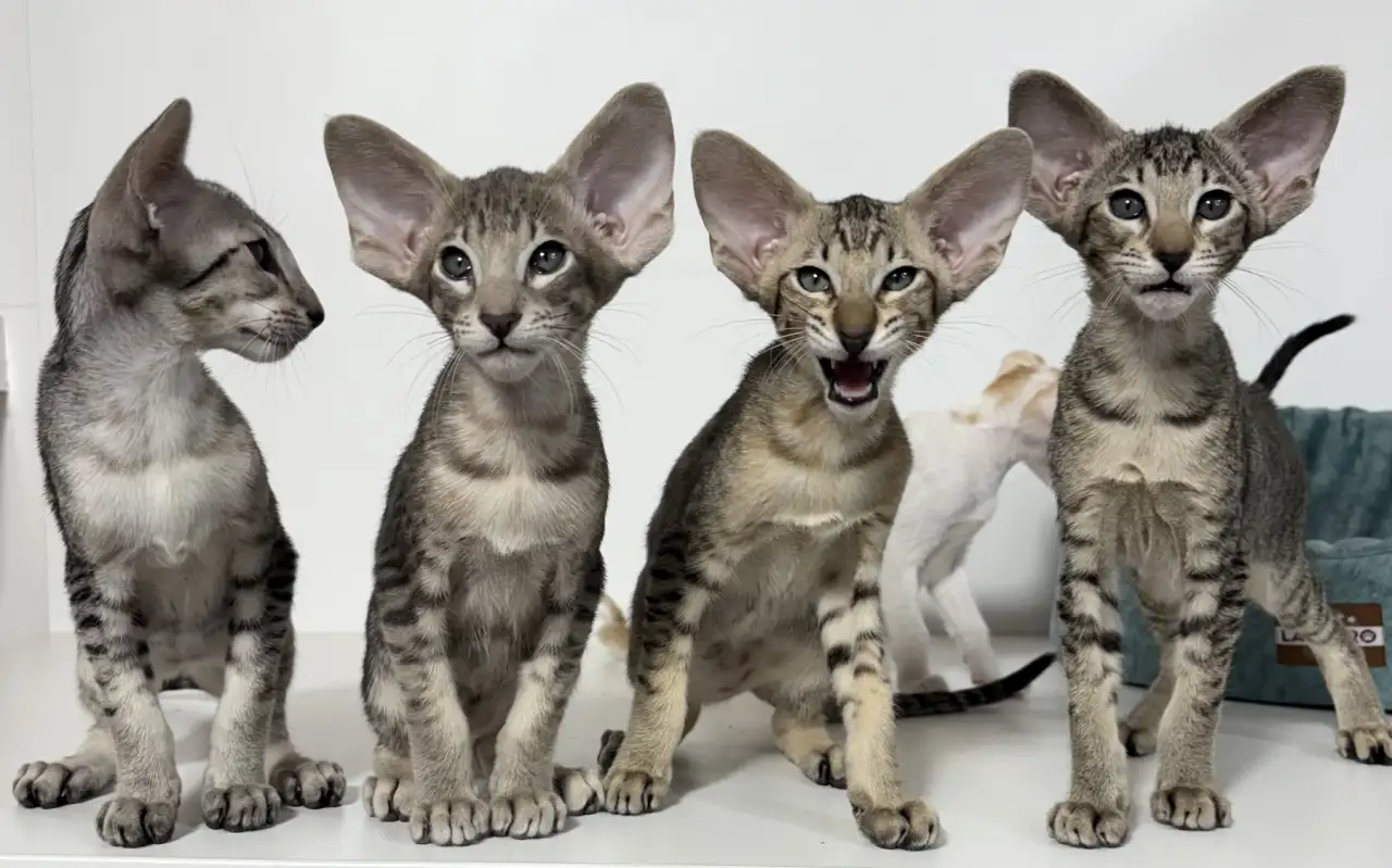 Ориентальные котята, фотография 4