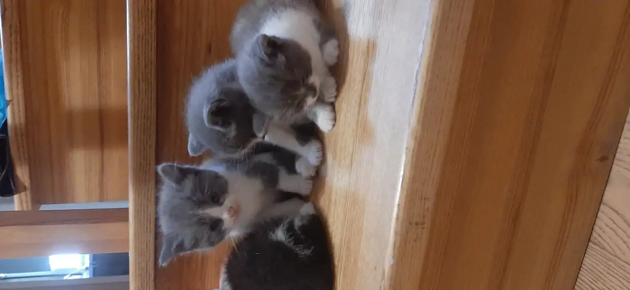 Котята в дар, фотография 1