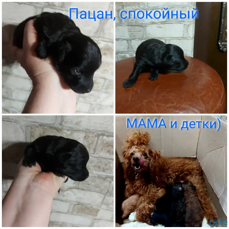 Продам мелкопородного щенка, фотография 5