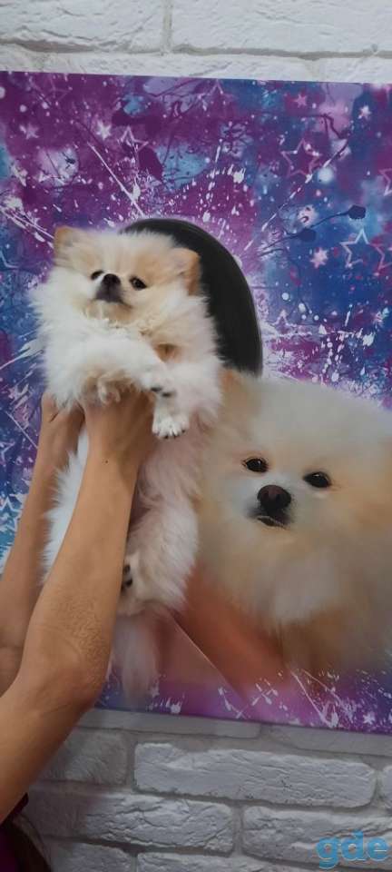 Шпиц, фотография 6