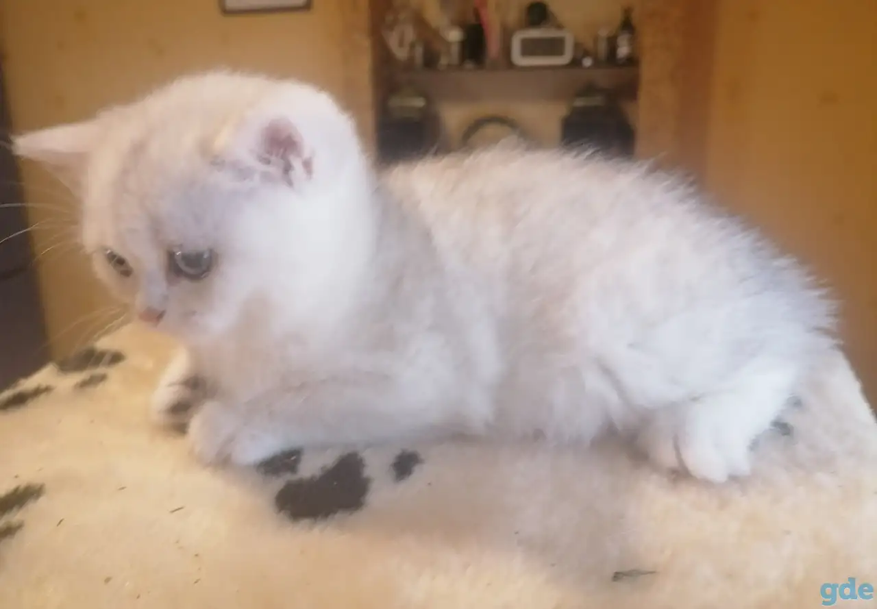 породистый британский котёнок, фотография 2