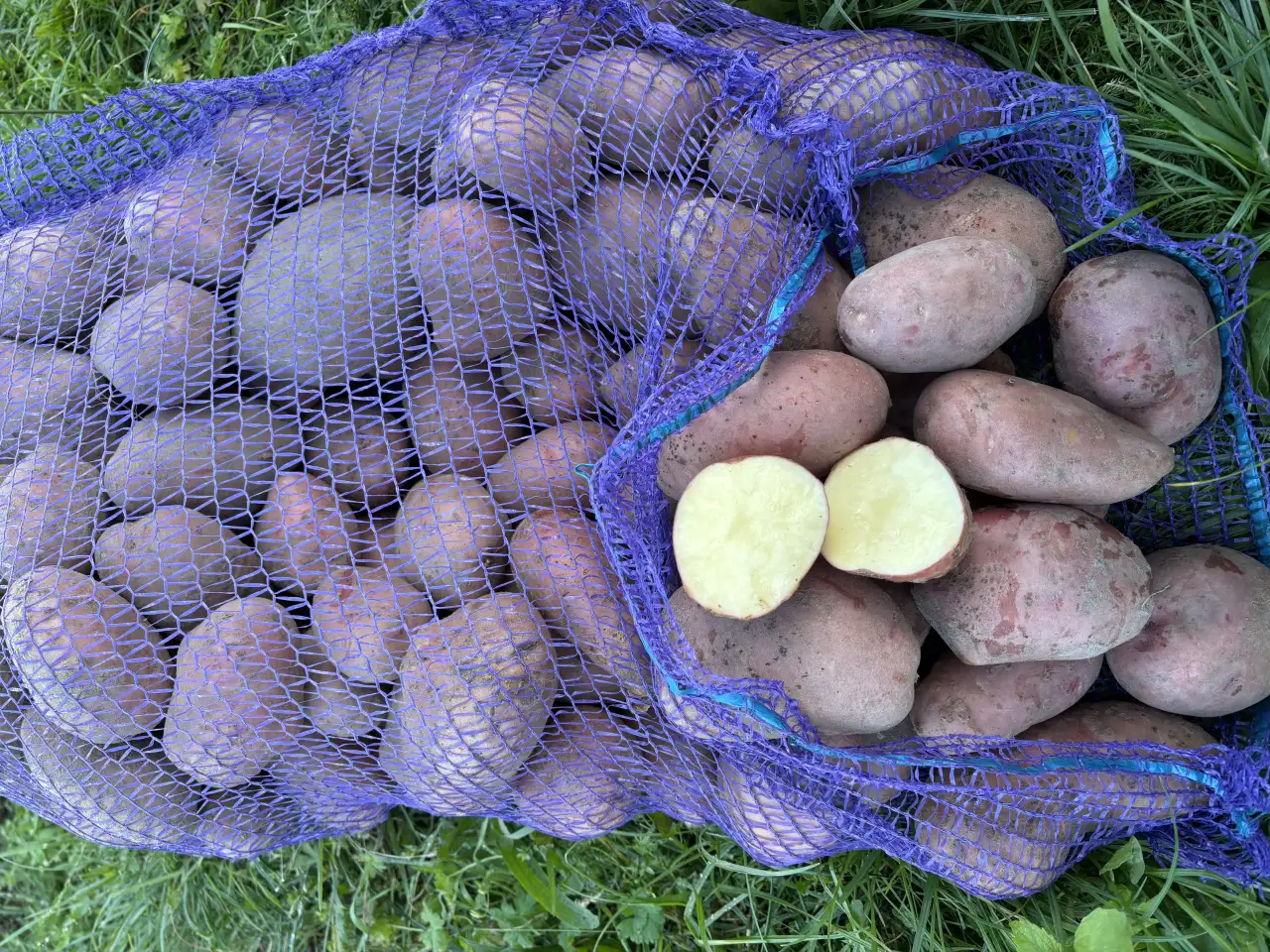 Продам картофель, фотография 4