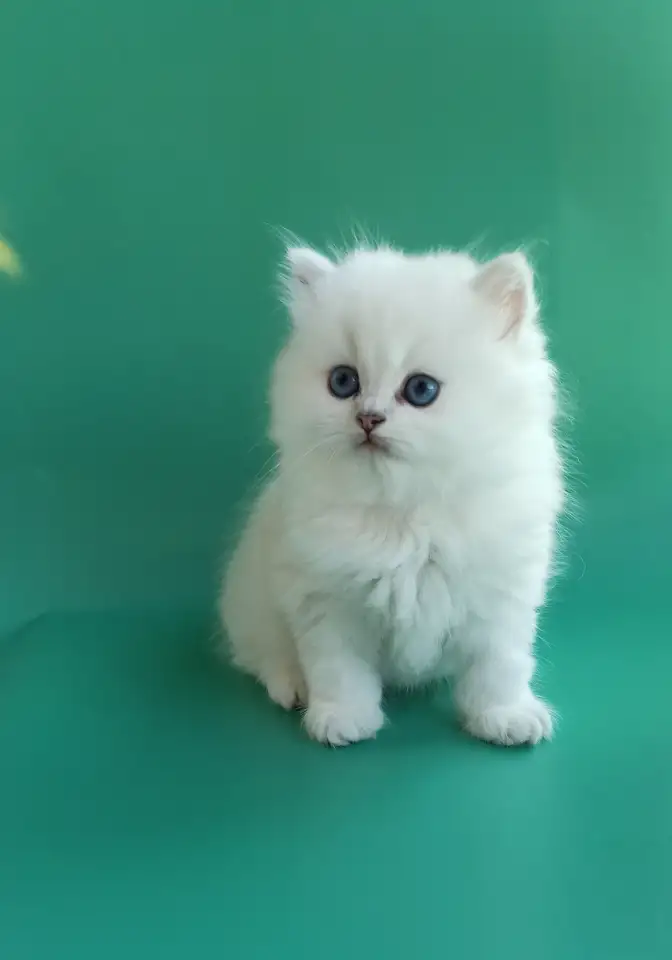 Котята Серебристая шиншилла, фотография 3