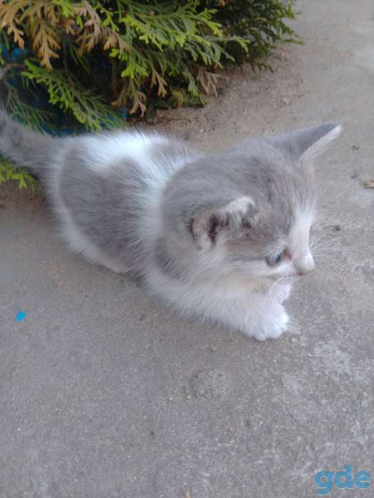 КОТЯТА, фотография 2