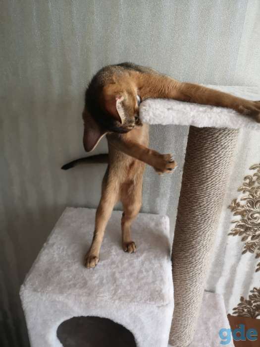 Абиссинский котёнок, фотография 5