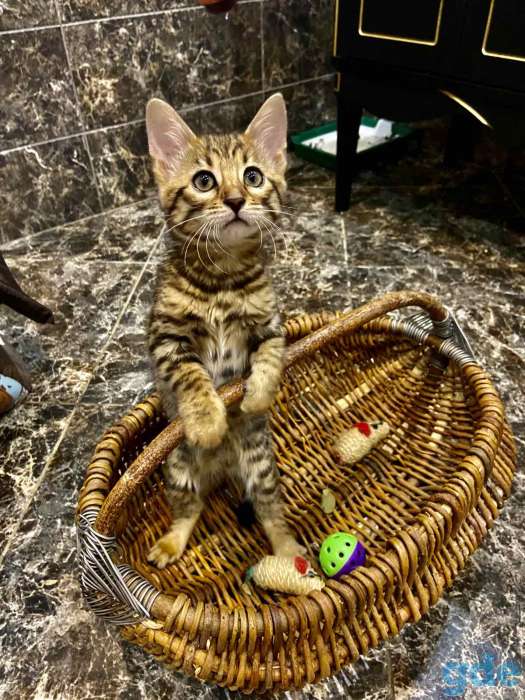 Котята бенгальские, фотография 1