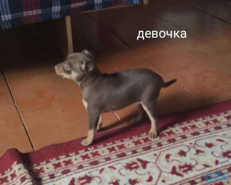 Щенки русского той терьера, фотография 4