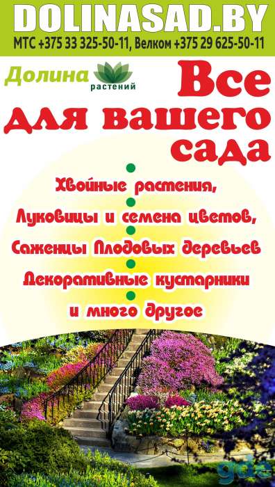 Семена овощей и цветов, саженцы в Гродно, фотография 1