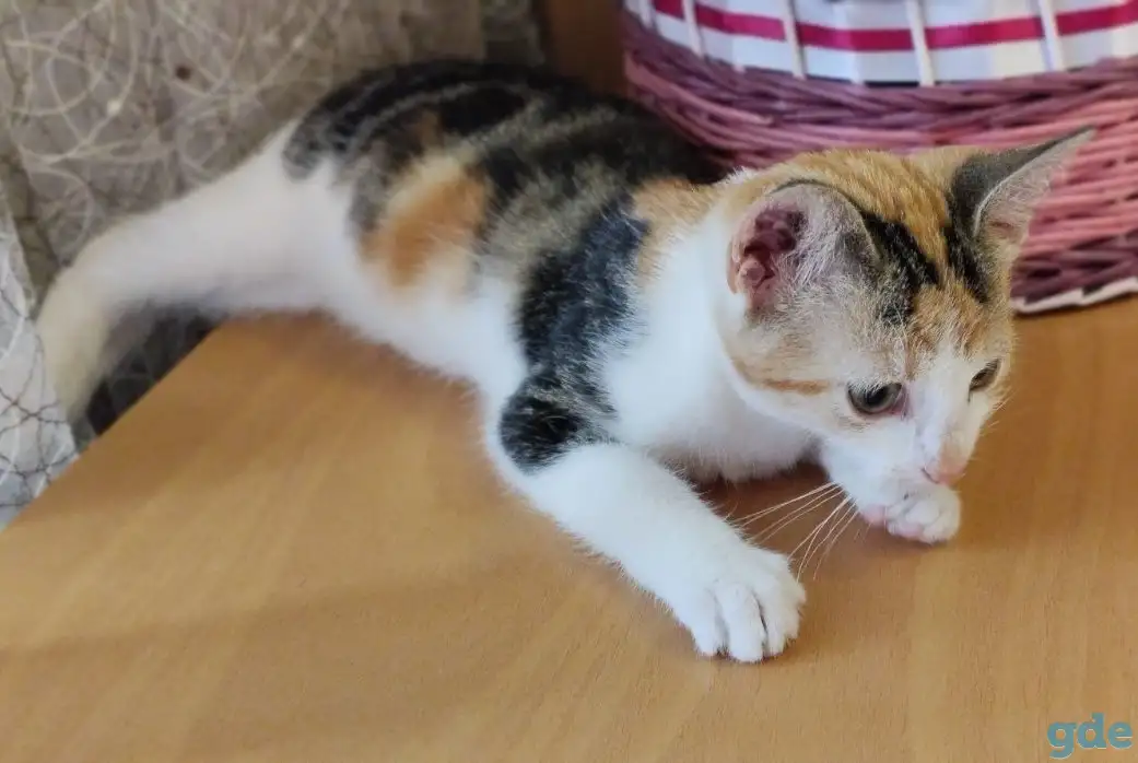 Котёнок ищет дом!, фотография 8