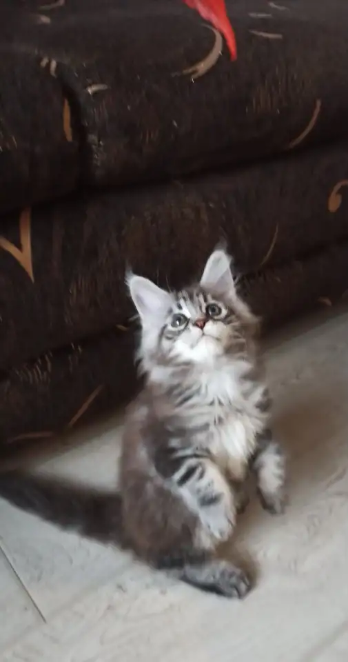 Котенок мей-кун, фотография 2