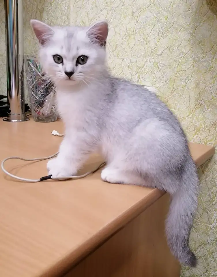 Британские серебристые котята, фотография 2