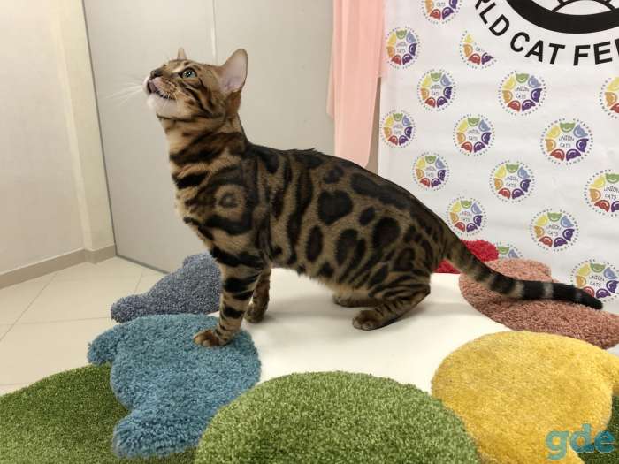 Вязка Бенгальский кот приглашает подружек, фотография 7