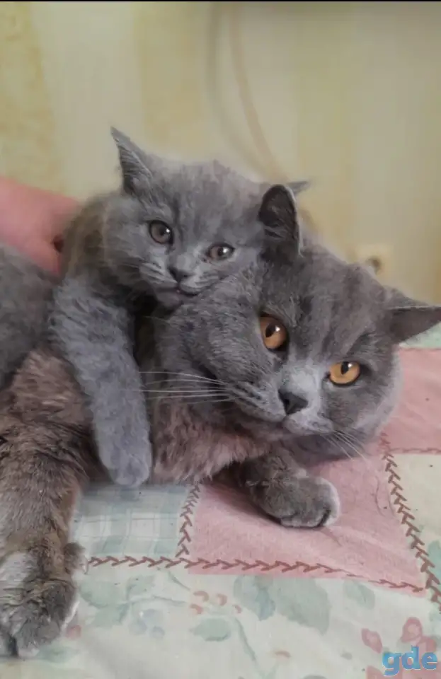 Британские котята, фотография 1