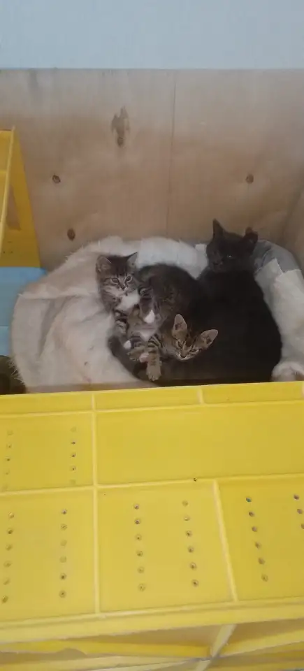 котята даром, фотография 3