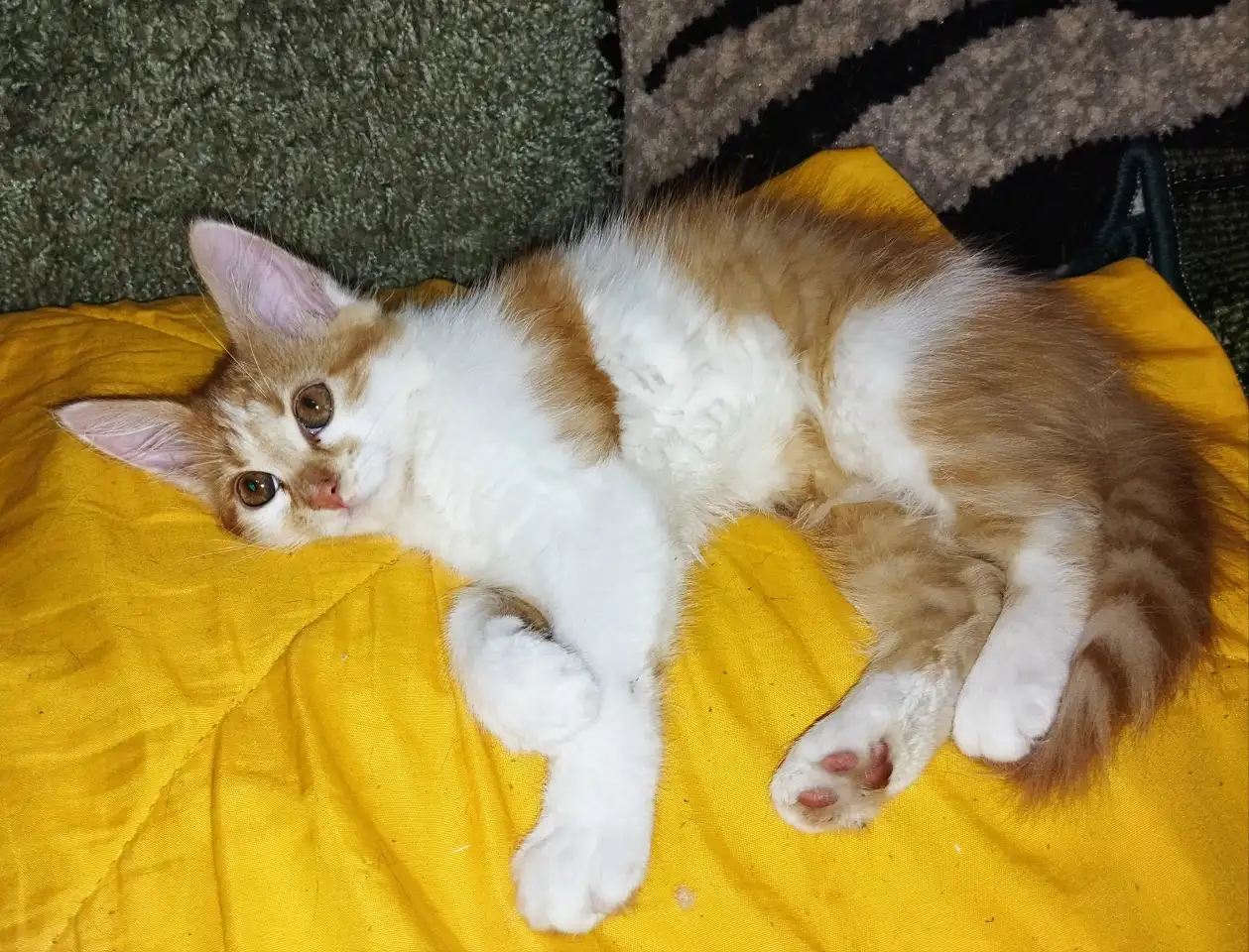 Котята в Добрые руки, фотография 2