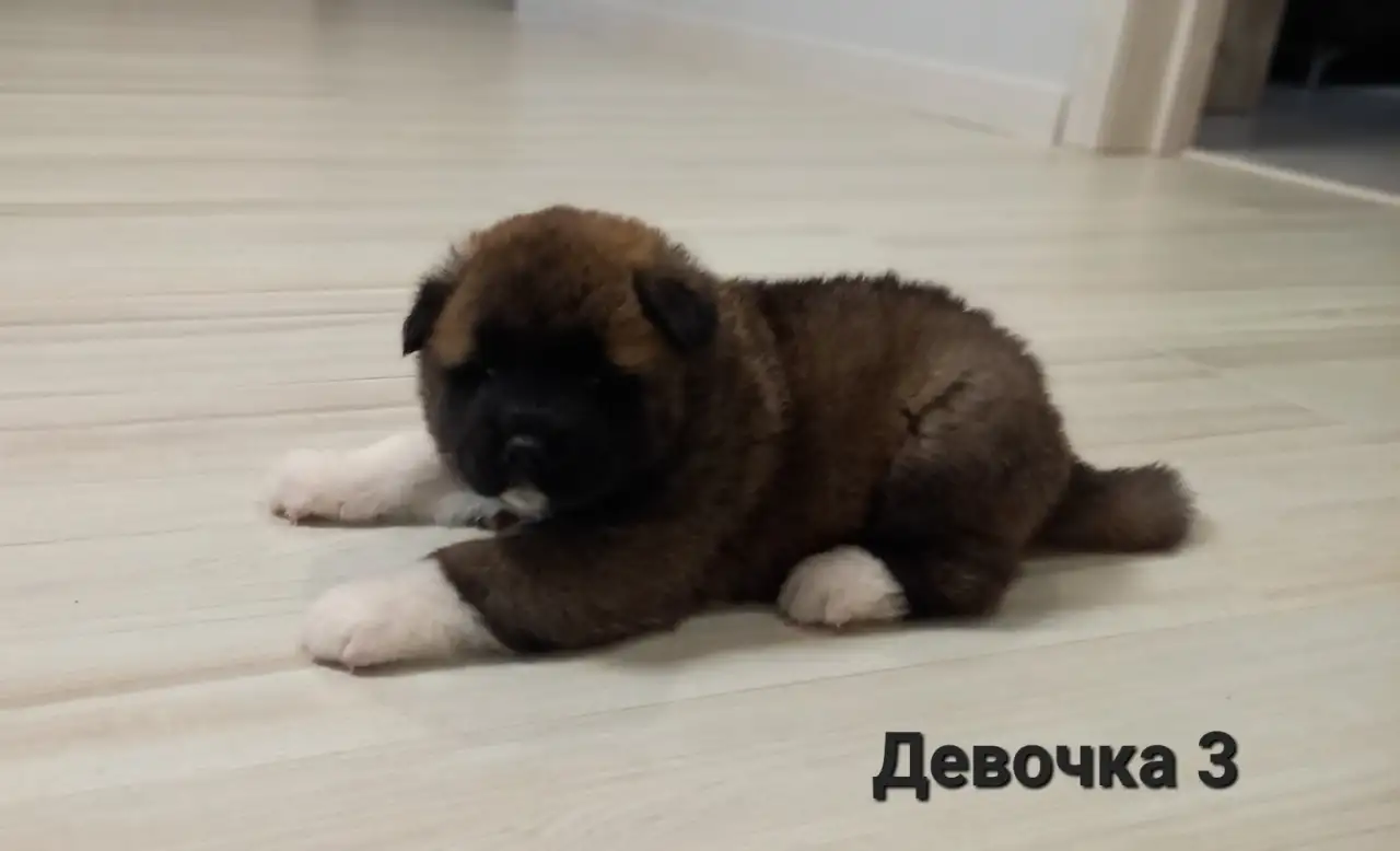 Продам щенков Американская Акита, фотография 7
