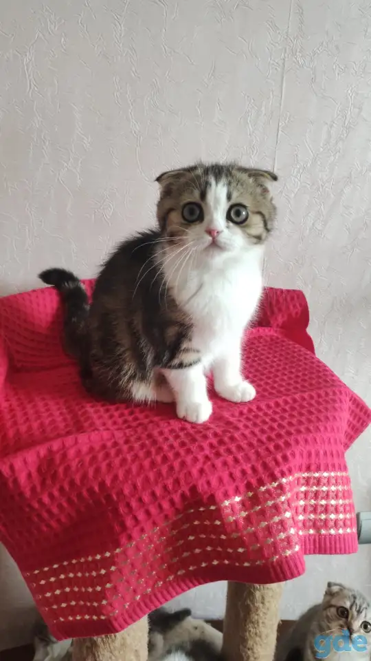 Шотландские котята с голубыми глазами, фотография 3