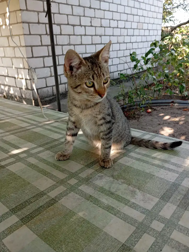 Котенок в дар, фотография 1