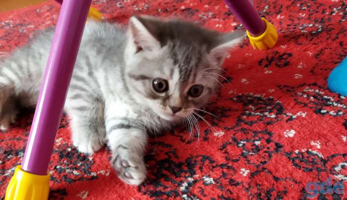 Шотландские котята, фотография 1