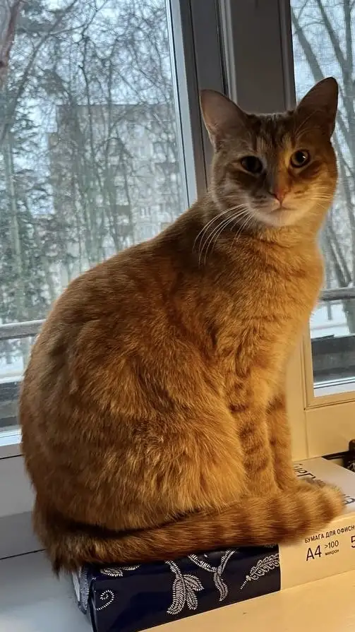 Котик в добрые руки, фотография 9