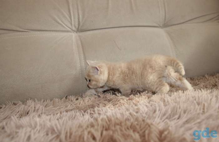 Вислоухие котята, фотография 4