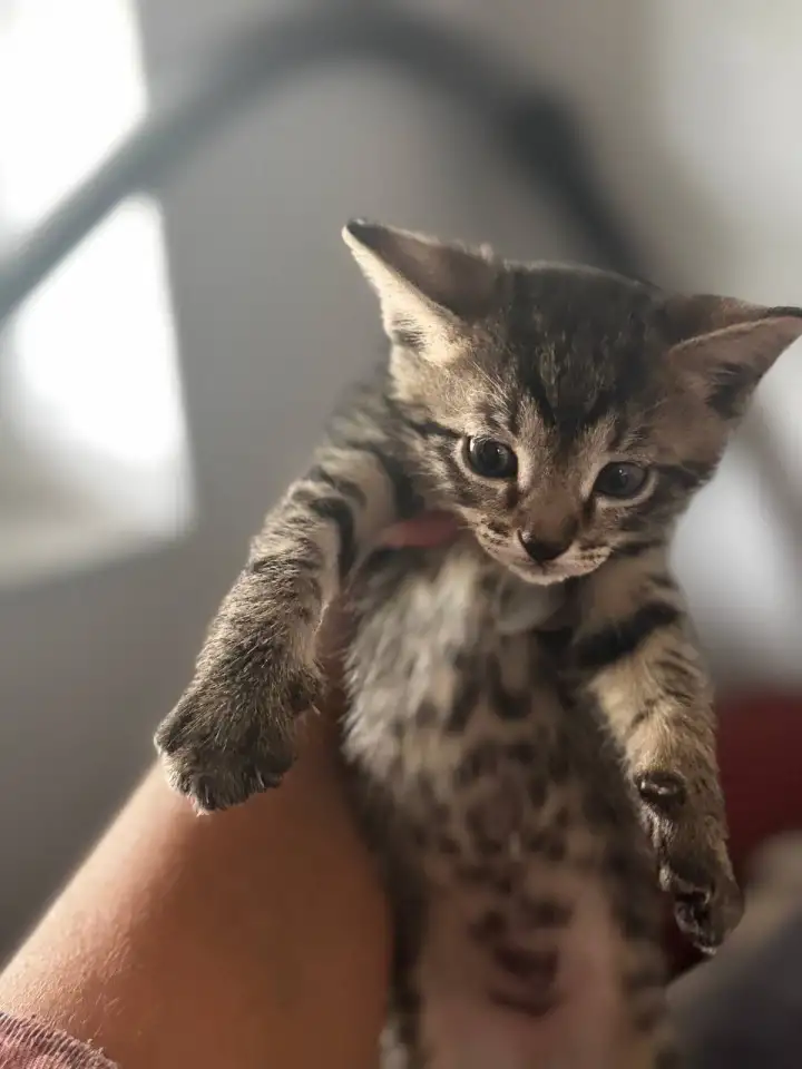 Котята в дар от домашней кошечки, фотография 3
