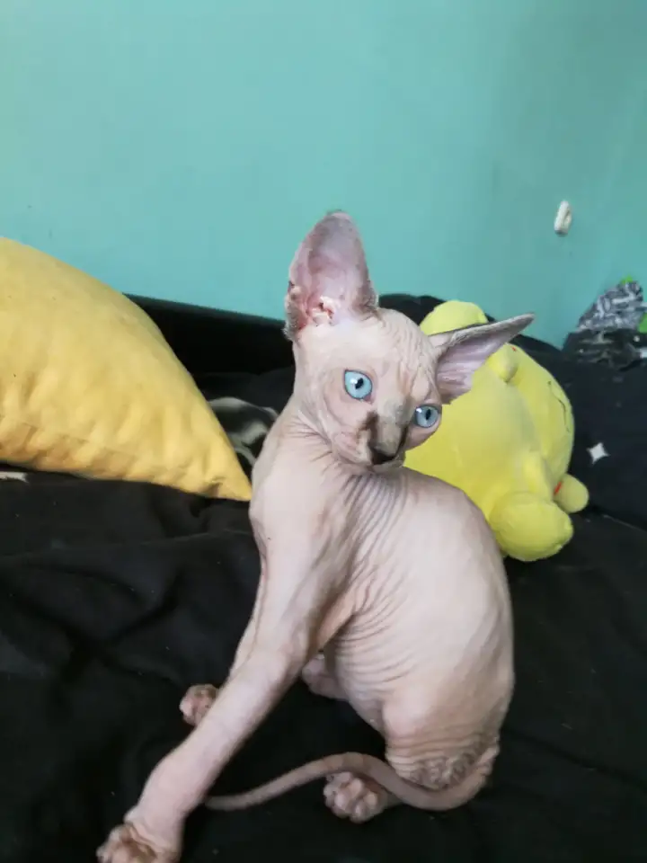 Котята девочки Канадский сфинкс, фотография 4