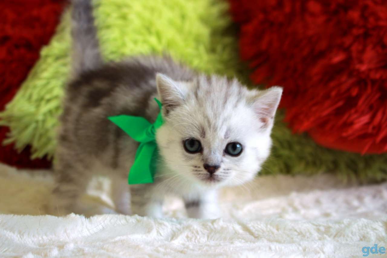 Шотландские котята, фотография 6