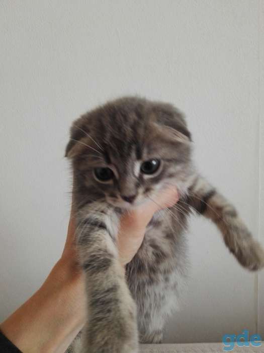 Продается котёнок, фотография 4