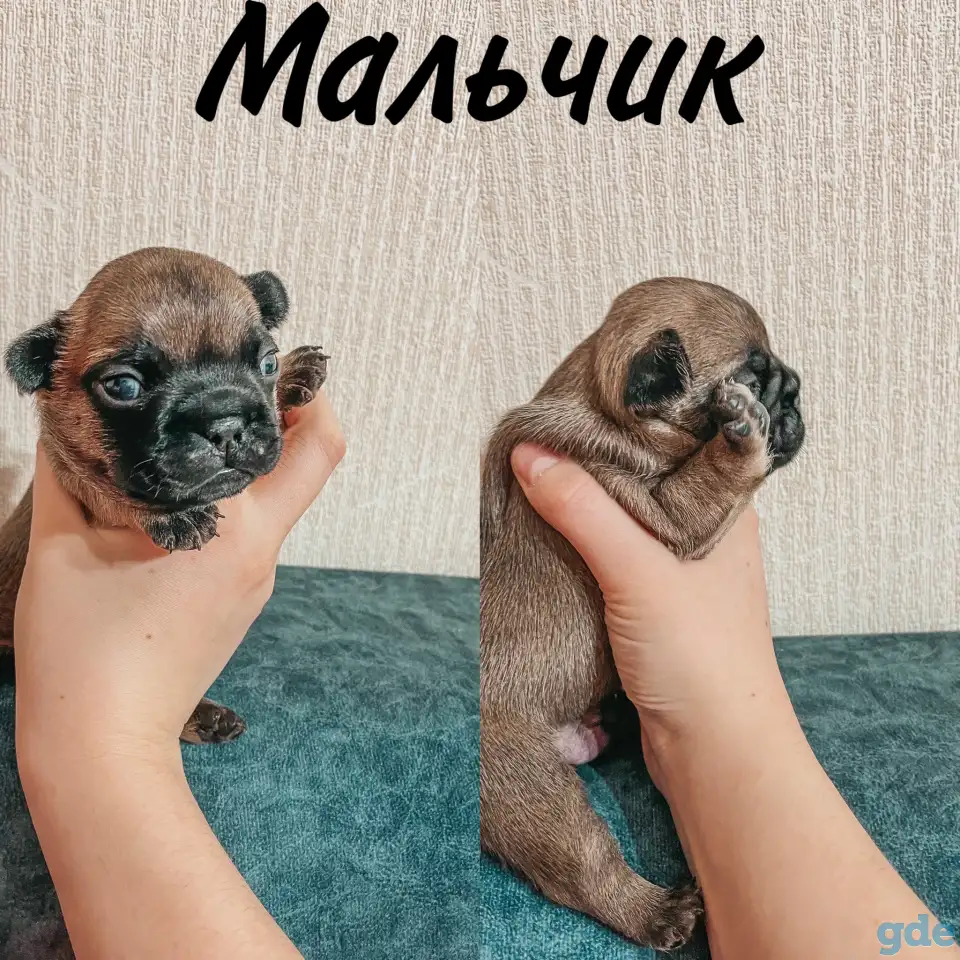 Французские булочки, фотография 6