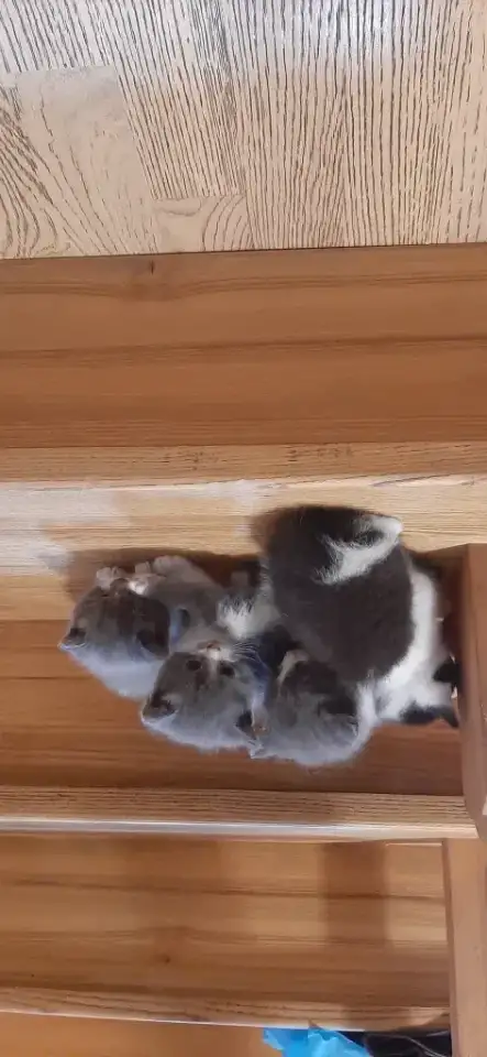 Отдам котят в хорошие руки, фотография 3
