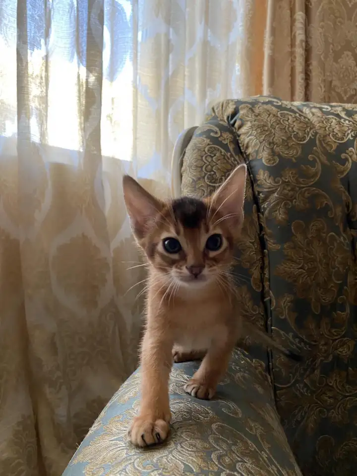 Продам котенка, фотография 4