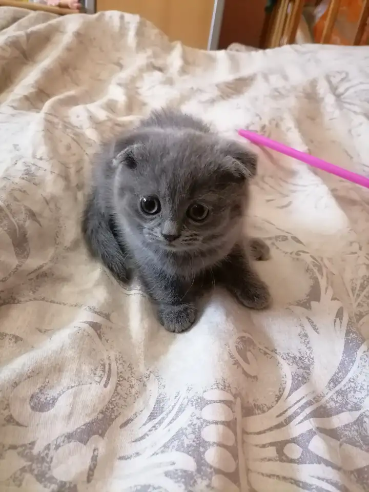 Шотландские котята, фотография 1