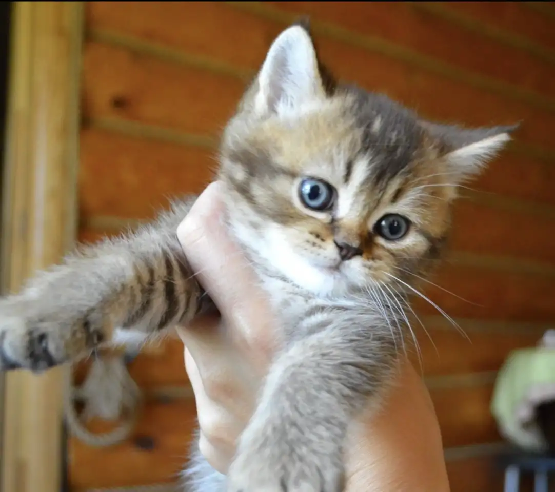 Шотландские прямоухие котята, фотография 4