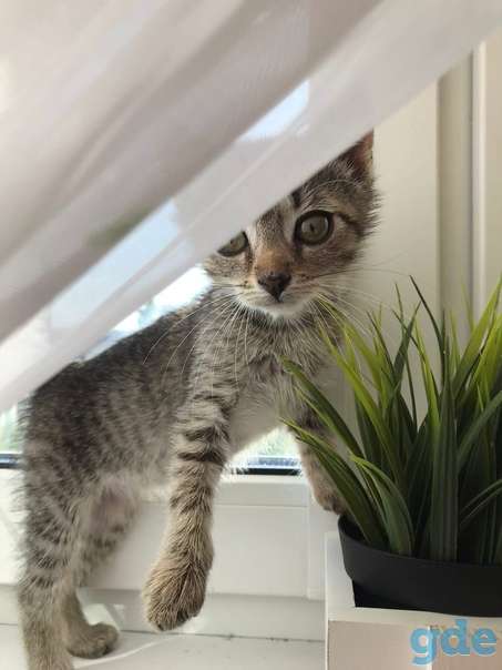Котенок ищет дом, фотография 1
