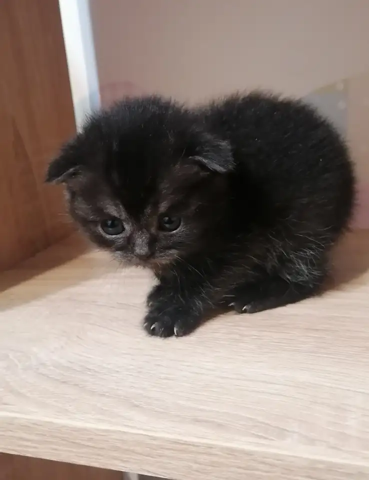 Котята вислоухие, фотография 1