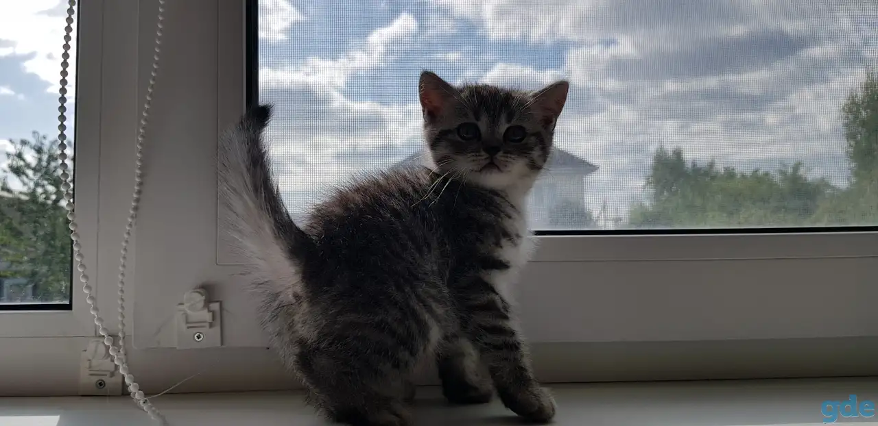 Котята шотландской короткошерстной, фотография 6