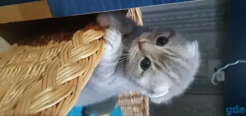 Шотландские котята, фотография 1