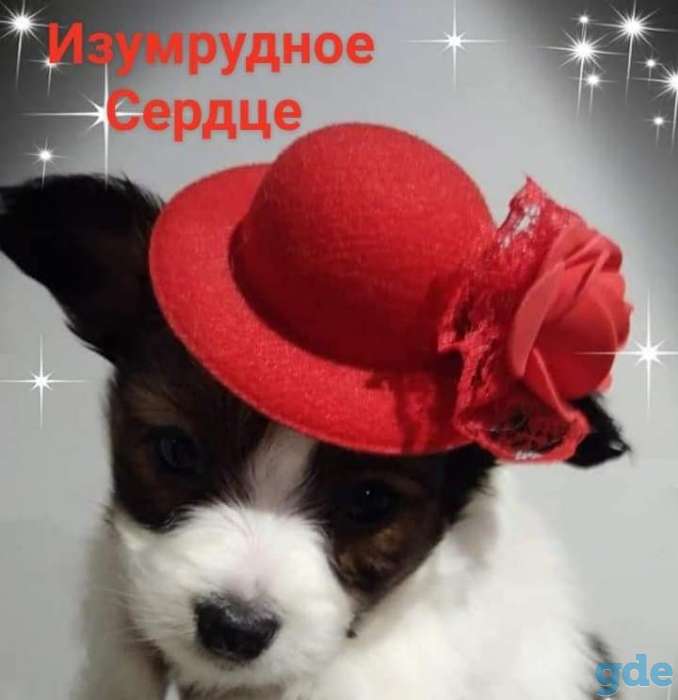 папийона щенок девочка, фотография 3