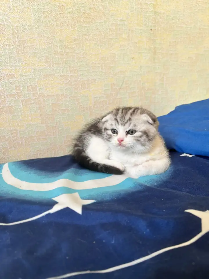 Шотландские котята, фотография 2