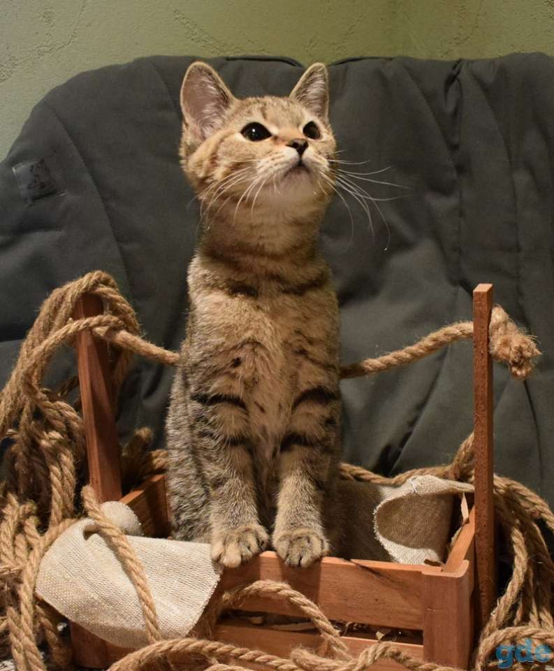 Европейские котята, фотография 3