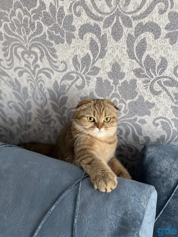 Шотландские котята, фотография 4