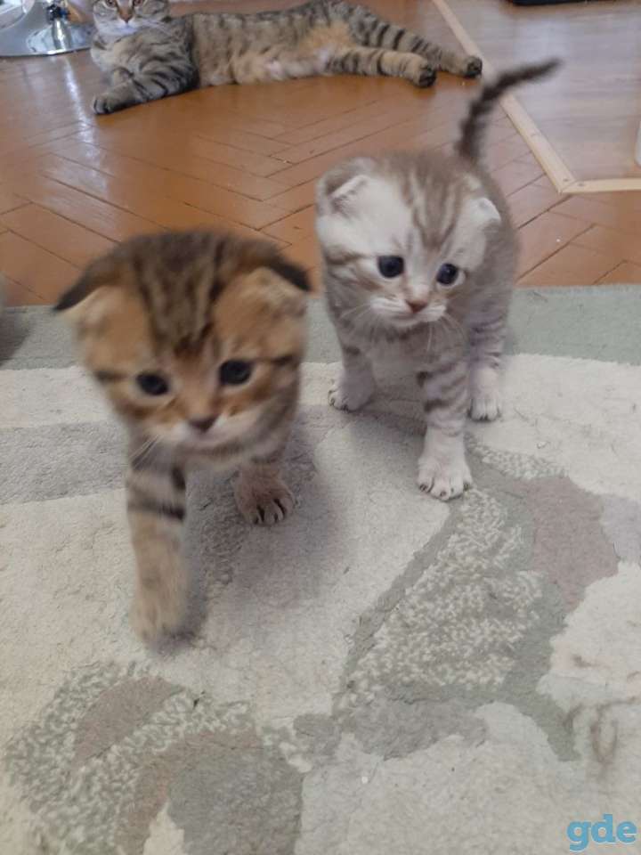 Продам котят, фотография 3