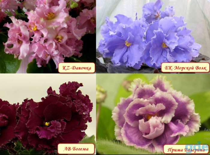 Продам комнатные растения, фотография 2