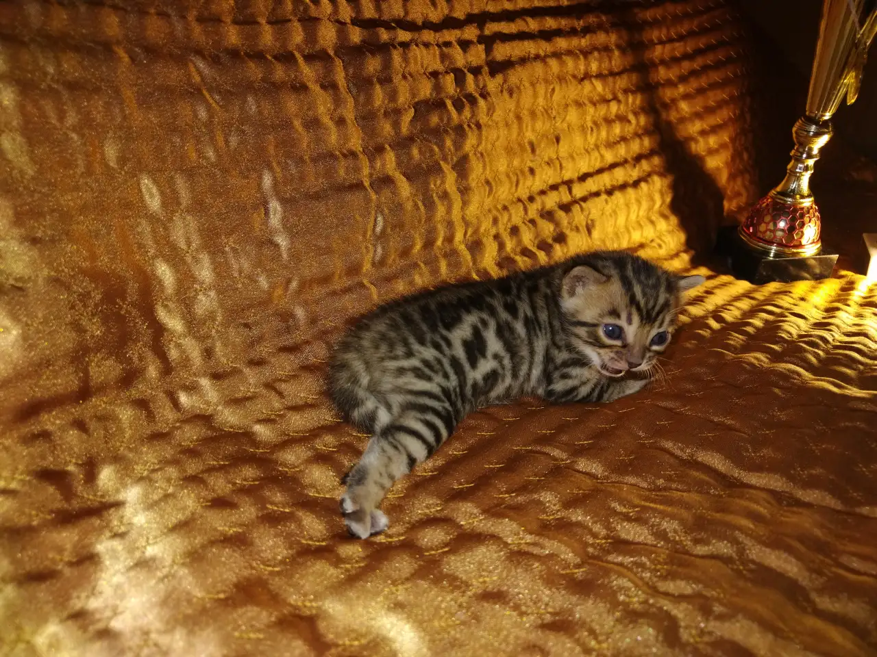 Роскошные бенгальские котята, фотография 9