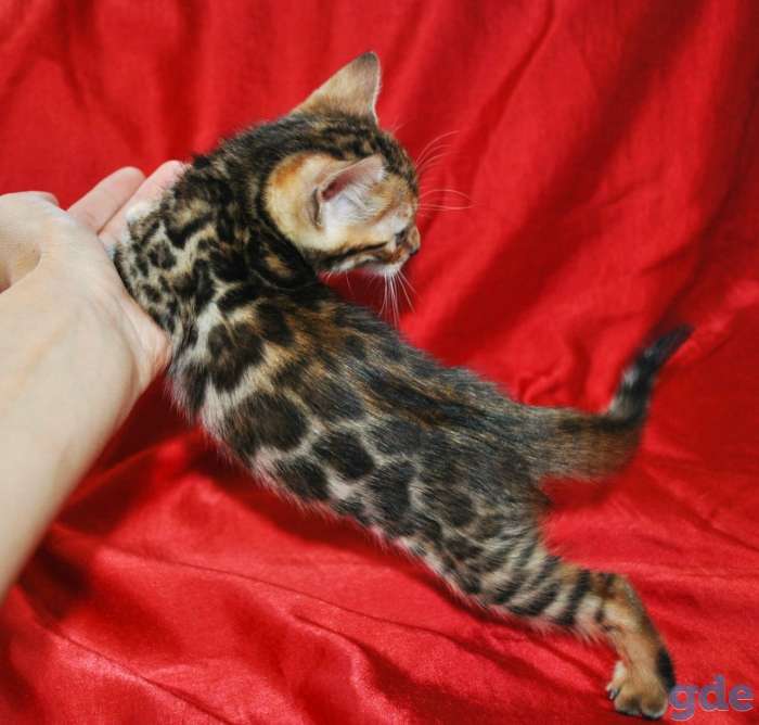 Шикарные бенгальские котята, фотография 5