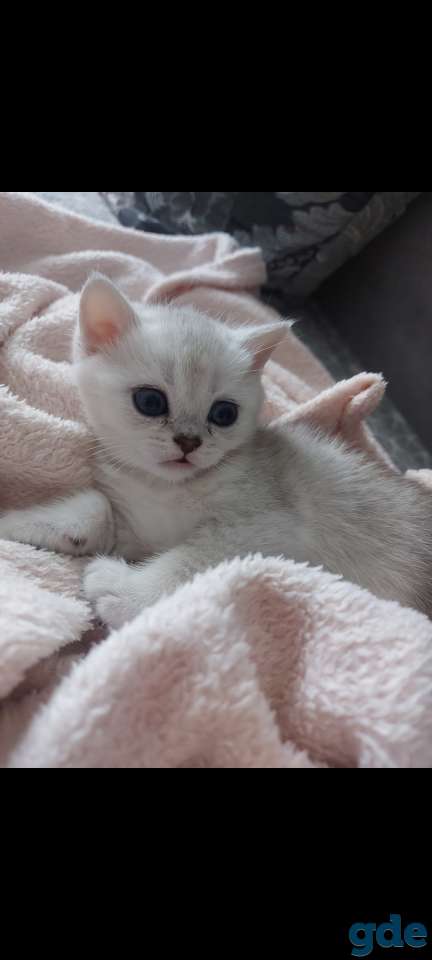 Котята, фотография 2