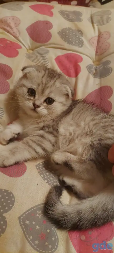 Котята, фотография 7