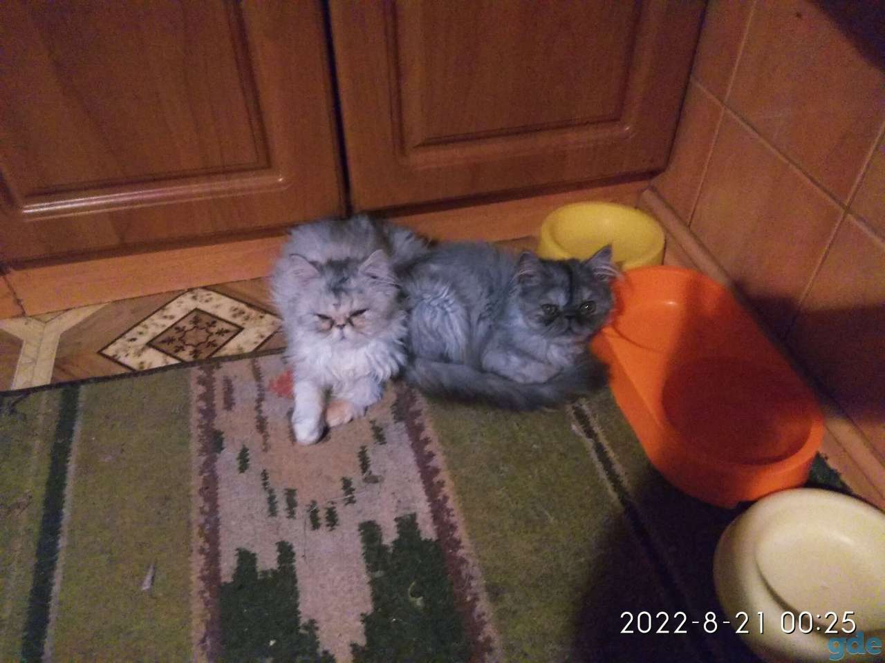 Персидские котята экстремального типа чистокровные.Персы.Котята., фотография 16
